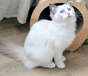 Ragdoll Kitten mit Stammbaum , Lieferung nach München, Ingolstadt, Nürnberg, Bamberg 