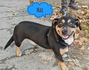 Max, süßer und lieber Dackel Mischling 