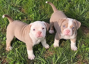 Bezaubernde New English Bulldog Welpen (Familienhund) suchen Traumplatz !!