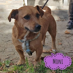 Moni, entzückende Dackel Norwich Terrier Mischlingshündin