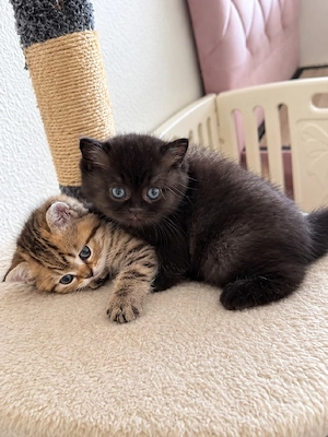 Liebevolle BKH-Kitten suchen ab November ein Zuhause 