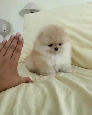 Spitz pomeranian Welpen