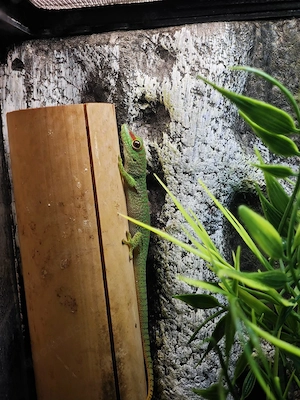 Großer Madagaskar Taggeckos   Phelsuma grandis abzugeben 