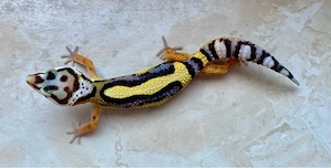 Bold Stripe het. EC p.h Tremper Leopardgecko Jungtiere ENZ 26