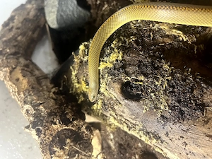 1.1 Lamprophis aurora, NZ23 (potenzielles Zuchtpaar)