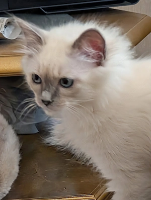 Heilige Birma Kitten Junge