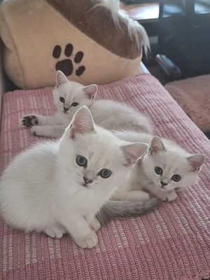 ACHTUNG! NEU PREIS! Kitten mit Himmelblau Augen