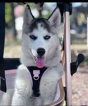 Siberian Huskyweibchen artrein
