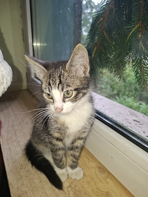 Katzenbaby, Katzen baby  Persermischling, Babykatzen, Kitten, Katzenbabys