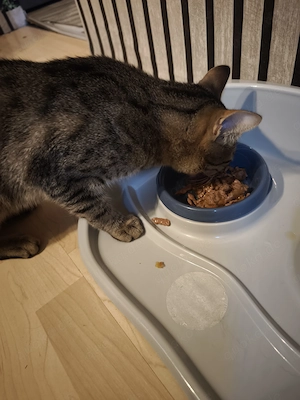  1 jährigen Kater abzugeben