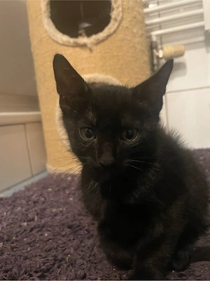 Verkaufe 1 Katze