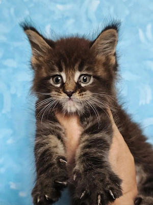 Maine Coon Kitten (reinrassig) abzugeben