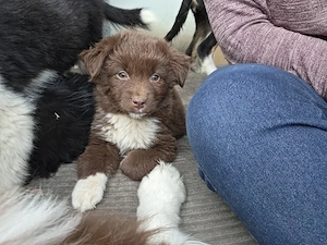 zuckersüße Mini Australian Shepherds 