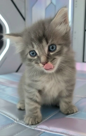 Main Coon Mix 