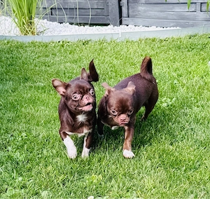 Chihuahua Rüden dürfen ausziehen