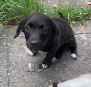 Kleine Elsa(14 Wochen, 2,5 kg, 18 cm) sucht liebevolle Familie 