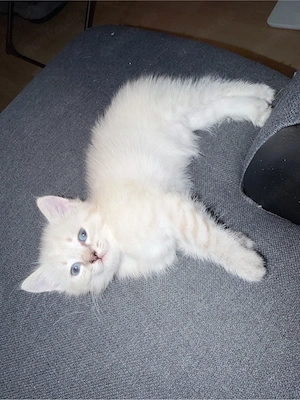 baby kater