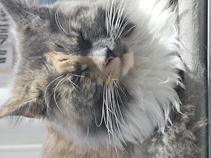 Kleine Main Coon abgeben