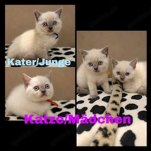 Nur noch 4 BKH Kitten abgabebereit