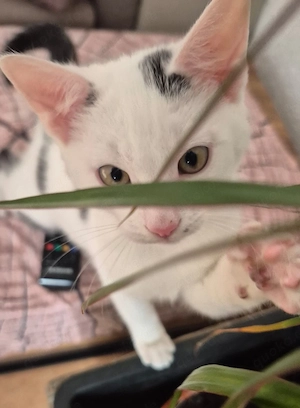 Kleiner Katzenjunge