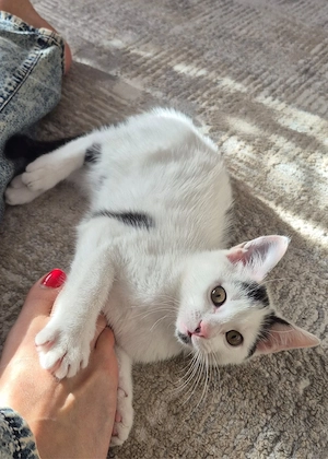 Kleiner Katzenjunge
