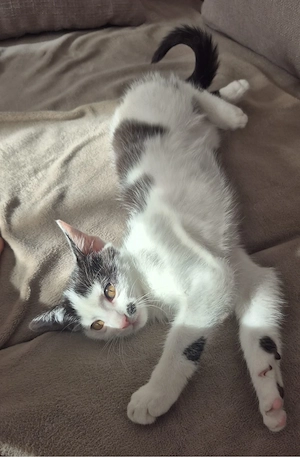 Kleines Katzenmädchen