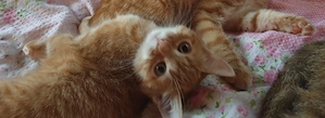 Nur 1 süsse Main Coon Bkh Mix babykatze noch abzugeben 