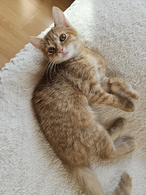 Nur noch 1 süsse babykatzen abzugeben