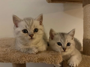 British Kurzhaar Kitten Reinrassig 