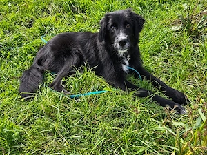 Pinco sucht sein Zuhause