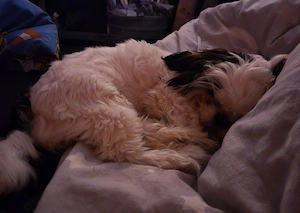 Shih-Tzu Welpe 