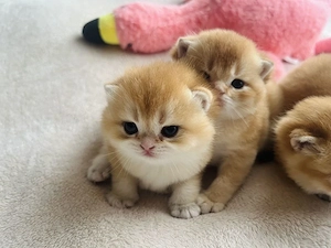 bkh kittens