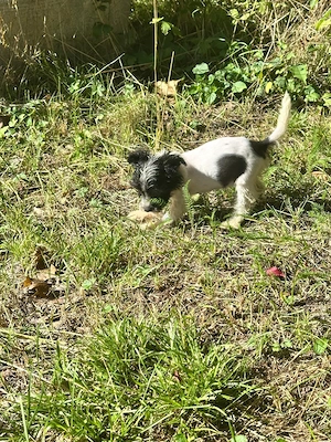 Süße Chinese Crested Hündin sucht ihr neues Traumschloss