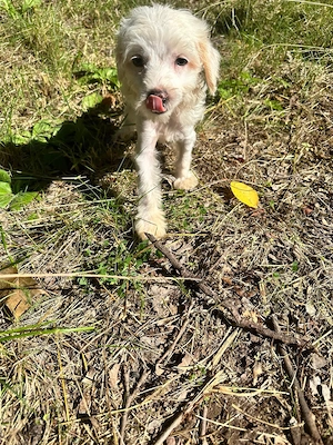Süßer Chinesische Schopfhund Welpe (Chinese Crested) sucht seinTraumzuhause