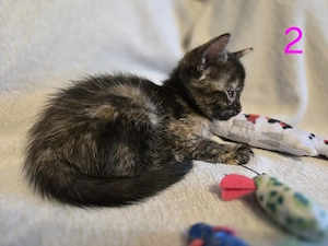 süße Katzenmädel sucht ein neues Zuhause