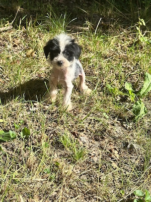 Süße Chinesische Schopfhund Welpen (Chinese Crested) suchen ihr Traumzuhause