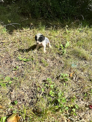 Süßer Chinesische Schopfhund Welpe (Chinese Crested) sucht seinTraumzuhause