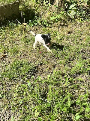 Süßer Chinesische Schopfhund Welpe (Chinese Crested) sucht seinTraumzuhause