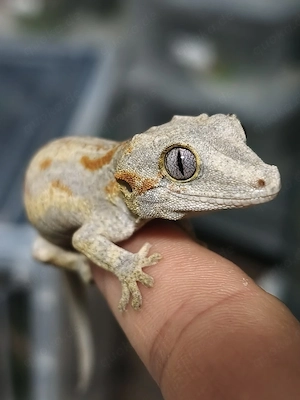 Höckerkopfgecko poss. 1.0 Orange Striped