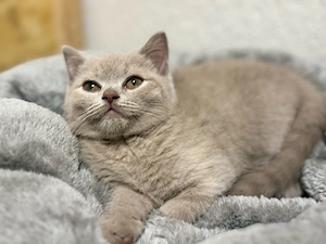 Bkh kitten Lilac 