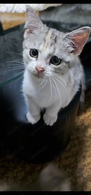 bkh katze weiblich 