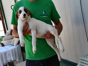 Flash sucht ihr Zuhause (noch auf Sardinien)