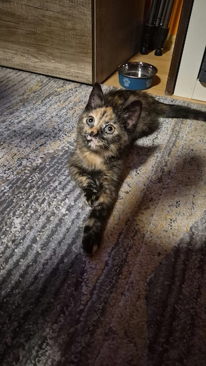 Kleiner Maus sucht ihr Zuhause 