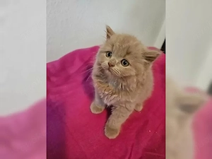 BLH Kitten vom ZÜCHTER mit STAMMBAUM cinnamon und lilac BKH kein chocolate, fawn, blue