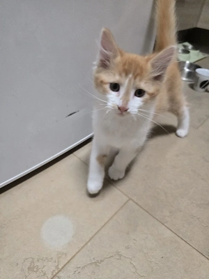 Zwei süße Kater suchen gemeinsam ein Zuhause