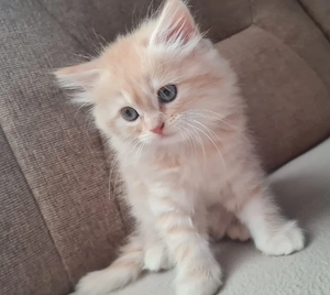 Perser Baby kitten