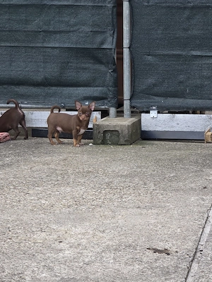 Kleine Chihuahua Welpen