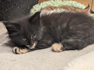 1 Maine Coon Prinzessin sucht noch ihr Schloss- Eltern gengetestet