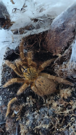 Pterinochilus murinus dcf kigoma Tansania adult Mädels 