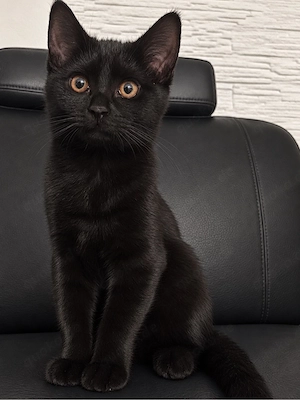 Kitten Kater BKH